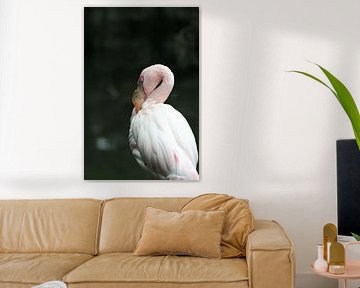 flamingo by Barry van Strien
