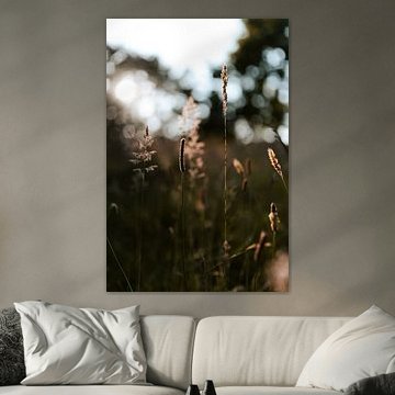 Herbe d'été avec coucher de soleil