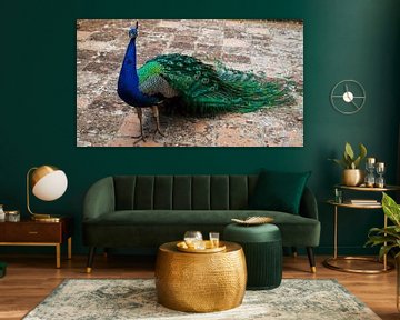 Beautiful peacock rooster on medieval red-brick tiles. by Marjolein Zijlstra