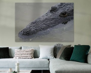 krokodil sur Barry van Strien