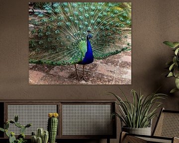 Beautiful peacock rooster on medieval red-brick tiles. by Marjolein Zijlstra