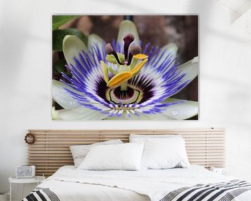 Passionflower