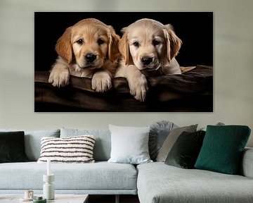 Ein Paar Golden Retriever-Welpen posiert in einem Studio mit schwarzem Hintergrund