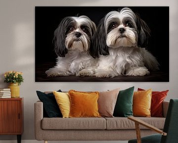Een paar Shih Tzu honden poseren in een studio met een zwarte achtergrond van Animaflora PicsStock