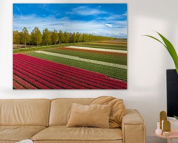Tulpen die groeien in landbouwvelden tijdens de lente gezien vanaf