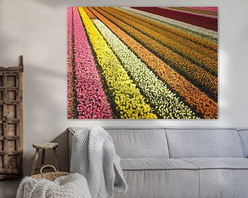 Tulpen die groeien in landbouwvelden tijdens de lente gezien vanaf