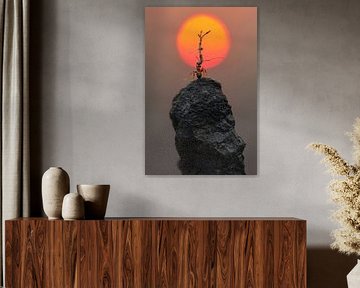 Une fourmi courageuse au coucher du soleil sur Poster Art Shop