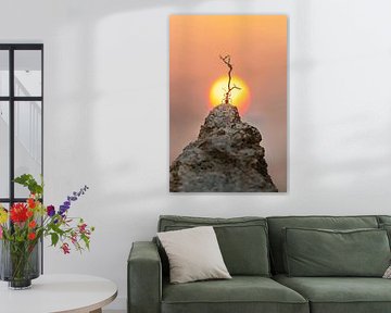 Kleine helden voor een groot licht