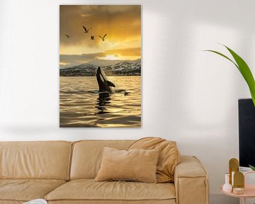 Orca im goldenen Sonnenuntergang von Poster Art Shop
