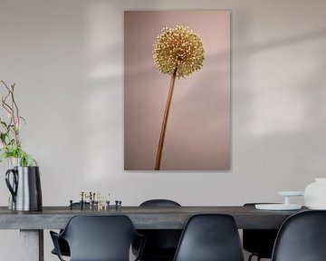 Flowering Allium by Hanny Andela - Andelafotografie