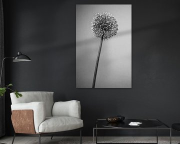 Flowering Allium by Hanny Andela - Andelafotografie
