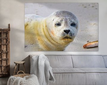 Seal Katwijk Pays-Bas sur Anja Oosterwaal Fine Art Fotografie