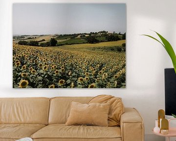 Sonnenblumenfeld | Italien von Roanna Fotografie