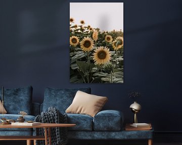 Sonnenblumenfeld | Italien | Toskana von Roanna Fotografie