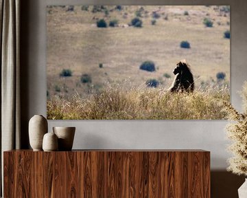 South Africa Baboon with a view by Timba Art