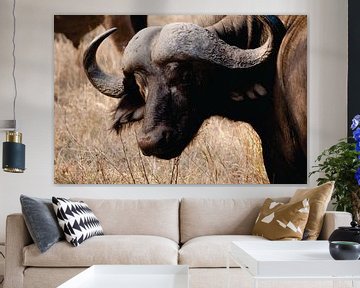Close up of a buffalo in South Africa by Timba Art