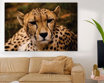 Close up of a cheetah in South Africa by Timba Art