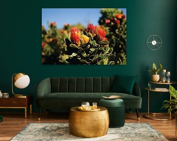 South African flowers by Timba Art