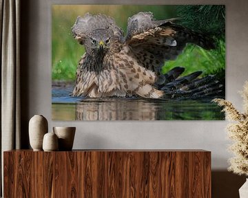 Juveniele havik op de Lemelerberg van Wim van der Meule