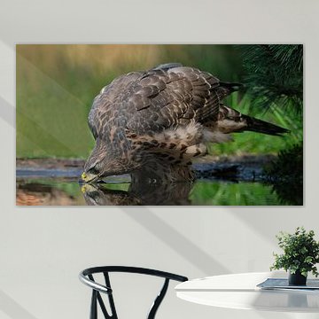 Juvenile goshawk at Lemelerberg