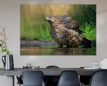 Juveniele havik op de Lemelerberg van Wim van der Meule