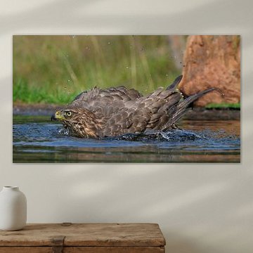 Juvenile goshawk at Lemelerberg