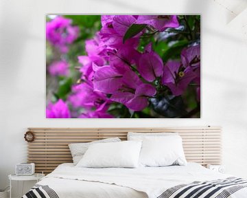 Botanische Roze bloem