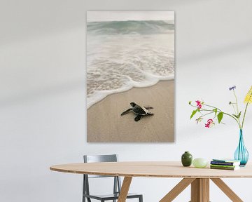 Kleine schildpad op het strand van Poster Art Shop