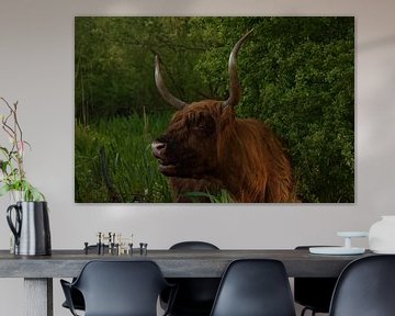 Schotse Hooglander Stier van IdzardCreations