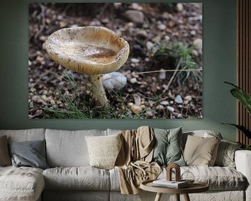Champignon à l'eau de pluie sur Tessa van Hooijdonk