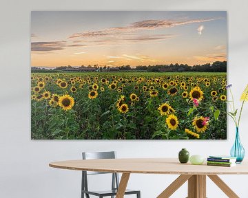 Sunflowers at sunset in summer