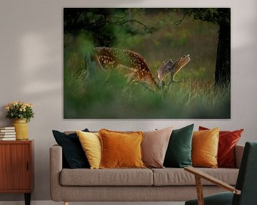 Damhirsch in der Natur von Kevin Ike