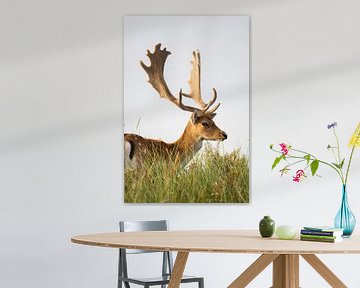 Damhirsche in freier Wildbahn (Niederlande) von Kevin Ike