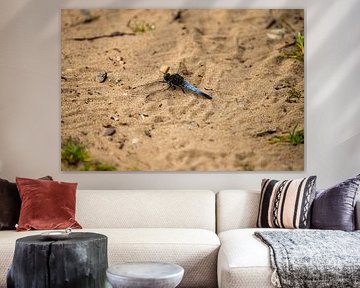 Gemeine Federlibelle auf dem Sand von Kevin Ike