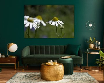 Chamomile Flowers in the Summer Sun by Amber Timmer