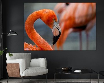 Close Up Flamingo van Vincent van den Hurk