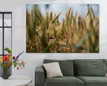 De gouden granen in het veld. van Robby's fotografie