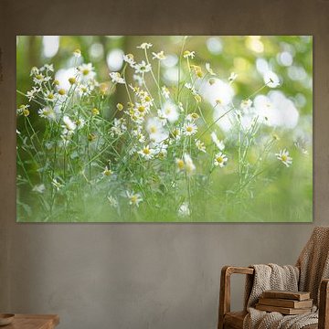 Sommerfarben und Gänseblümchen.