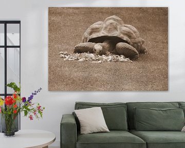 Aldabra Turtle in sepia
