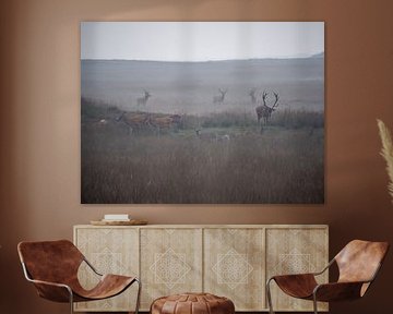Deer rutting on the Hoge Veluwe