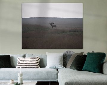 Deer rutting on the Hoge Veluwe