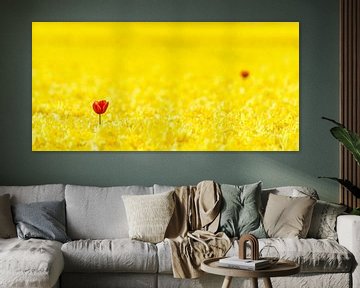 Red tulips in a field of yellow by Sjoerd van der Wal Photography