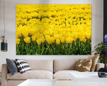 Yellow tulips in a field by Sjoerd van der Wal Photography