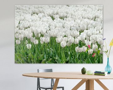 White Tulips by Sjoerd van der Wal