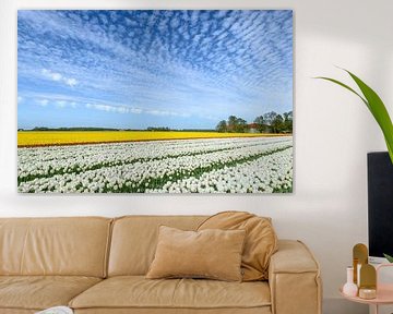 Bunte Tulpen auf einem Feld von Sjoerd van der Wal Fotografie