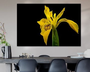 Iris pseudacorus by William Mevissen