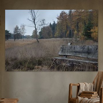 Bank in einem Feld von Bäumen