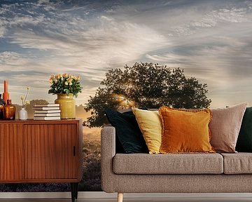 Mistige zonsopkomst op de Westerheide