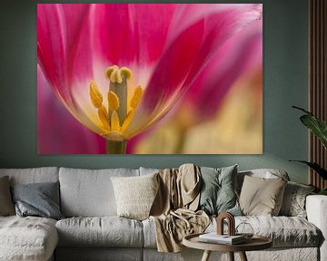 L'intérieur d'une tulipe hollandaise sur Birgitte Bergman