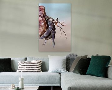 Hermit crab by Anne Ponsen